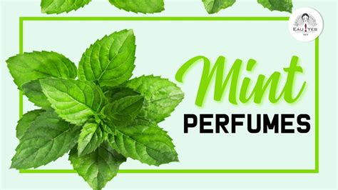 minty perfumes|what smells good with mint.